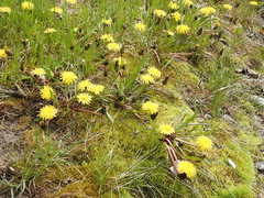Taraxacum palustre