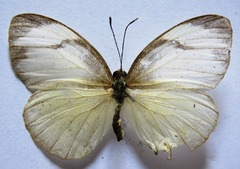 Itaballia demophile centralis