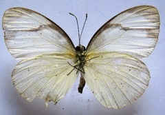 Itaballia demophile centralis