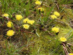 Taraxacum palustre