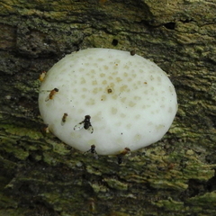 Fungi