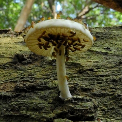 Fungi
