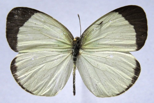 Ghost Yellow photo 4