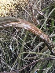 Litschauerella clematidis