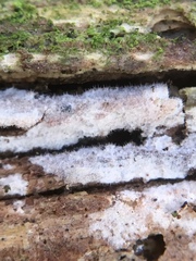 Litschauerella clematidis