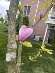 Magnolia × soulangeana