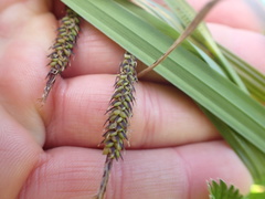 Carex lyngbyei