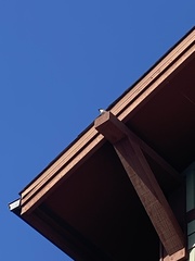 Passer domesticus