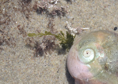 Bryopsis corticulans