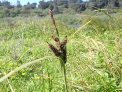 Carex lyngbyei