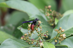 Anterhynchium mellyi
