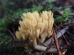 Ramaria anziana