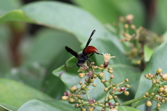 Anterhynchium mellyi