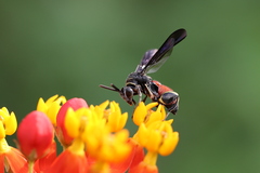 Leucospis petiolata