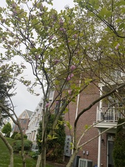 Magnolia × soulangeana