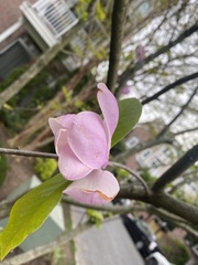 Magnolia × soulangeana