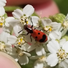 Pelonides quadrinotata