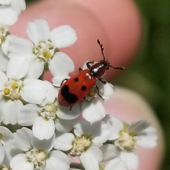 Pelonides quadrinotata