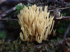 Ramaria anziana