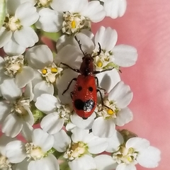 Pelonides quadrinotata