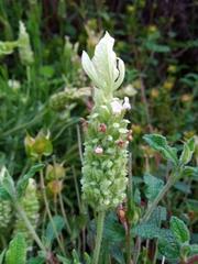 Lavandula viridis