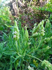 Lavandula viridis