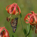 Sandhills Lily - Photo (c) Will Stuart, some rights reserved (CC BY-NC), uploaded by Will Stuart