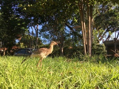 Cariama cristata