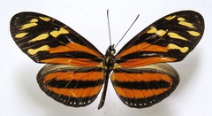 Eueides isabella eva