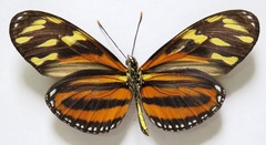 Eueides isabella eva