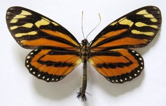Lycorea halia atergatis