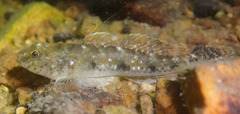 Favonigobius reichei