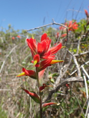 Castilleja litoralis