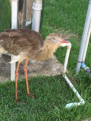 Cariama cristata