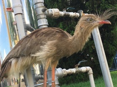 Cariama cristata