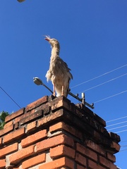 Cariama cristata