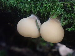 Lentinellus pulvinulus