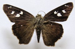 Polygonus leo arizonensis