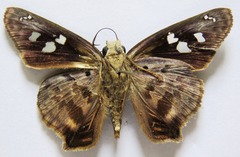 Polygonus leo arizonensis