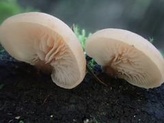 Lentinellus pulvinulus