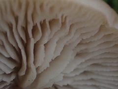 Lentinellus pulvinulus