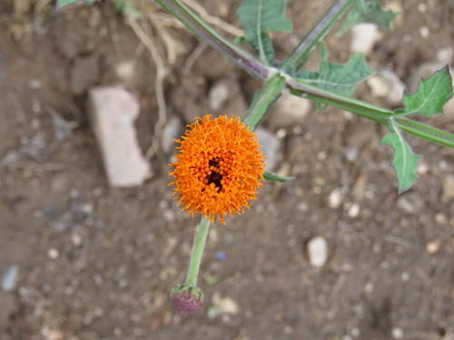 Verbesina crocata