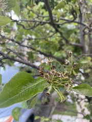 Pyrus