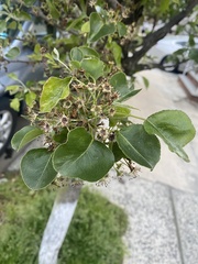 Pyrus