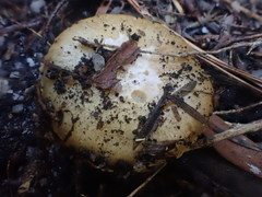 Cortinarius phalarus