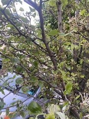 Pyrus