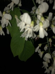 Cladrastis kentukea