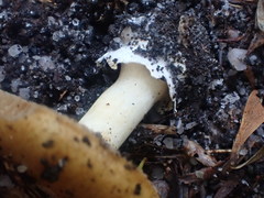 Cortinarius phalarus