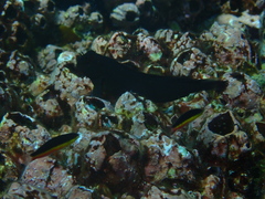 Ophioblennius steindachneri