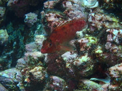 Cirrhitichthys oxycephalus